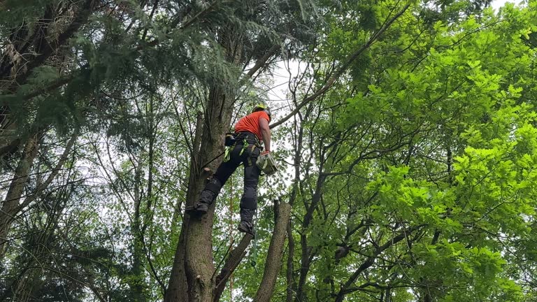 Best Commercial Tree Services  in Level Plains, AL