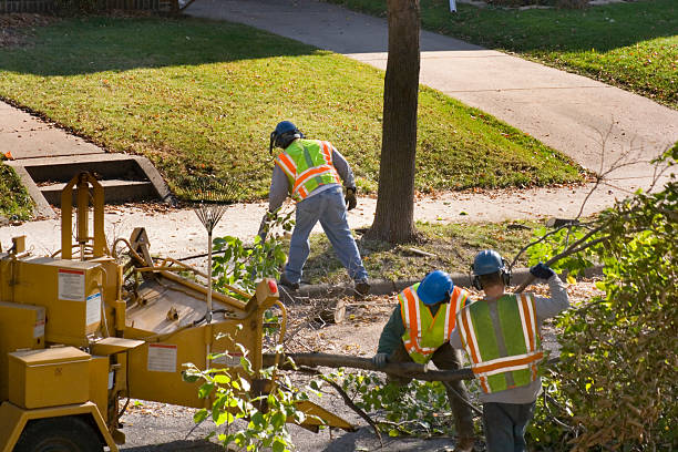 Best Landscape Design and Installation  in Level Plains, AL