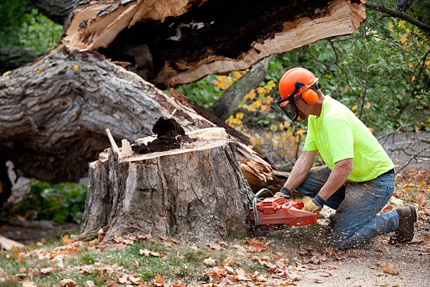 Professional Tree Services in Level Plains, AL