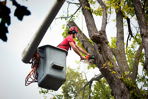 Why Choose Our Tree Removal Services in Level Plains, AL?