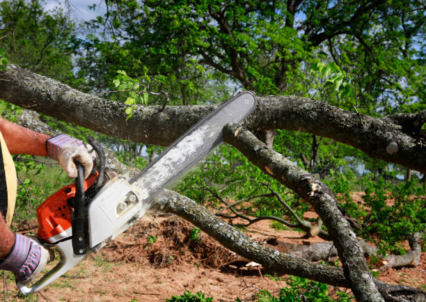 Best Hazardous Tree Removal  in Level Plains, AL