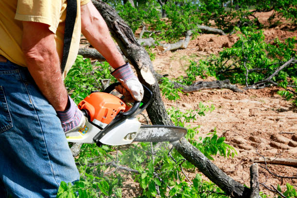 Best Tree Maintenance Programs  in Level Plains, AL